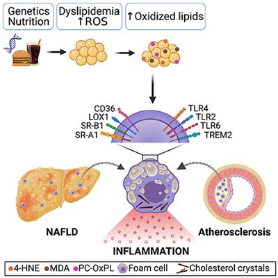 Oxidized Lipids: Common Immunogenic Drivers of Non-Alcoholic Fatty Liver Disease and Atherosclerosis